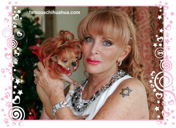 heiress gail posner and her fabulous famous chihuahua conchita