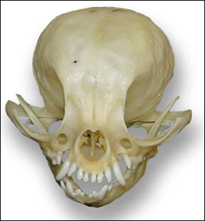 chihuahua skull