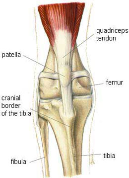 diagram of the anatomy of a normal knee cap