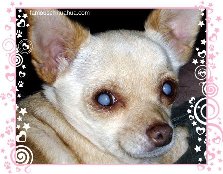 precious muffin the amazing blind chihuahua