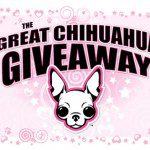great chihuahua giveaway
