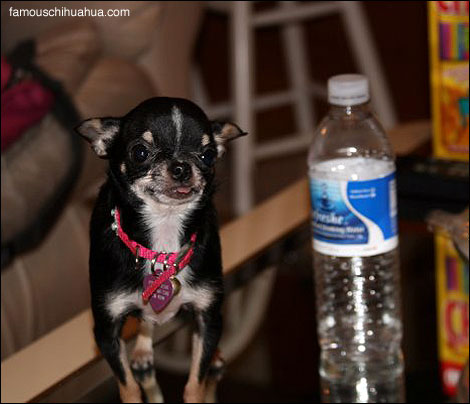 princess, the smallest teacup chihuahua in the world?