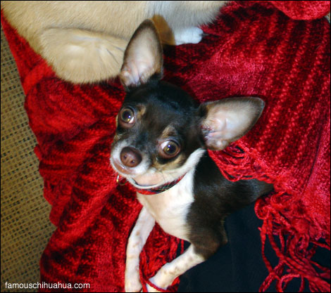 puddy-the-chihuahua