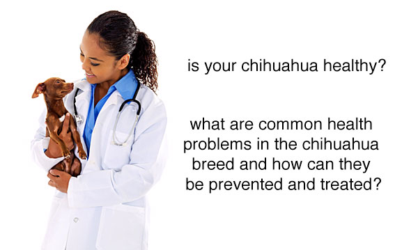 is your chihuahua healthy?