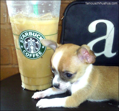she-ra is a famous chihuahua at starbucks in san antonio, texas!