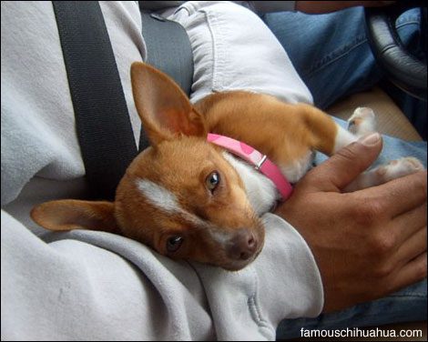 daddys little girl, sophia the chihuahua