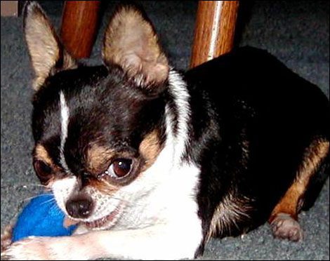 apple head chihuahua puppy