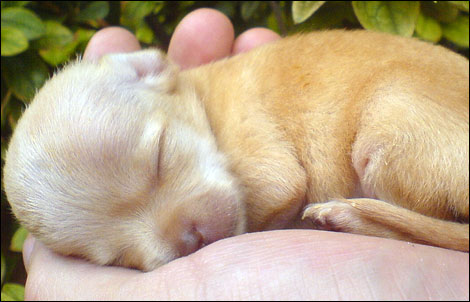 a baby teacup size chihuahua puppy sleeps in the palm of your hand