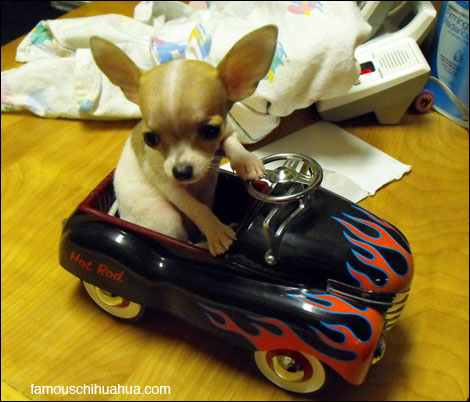 healey's dixie rose! the adorable chihuahua puppy from texas!