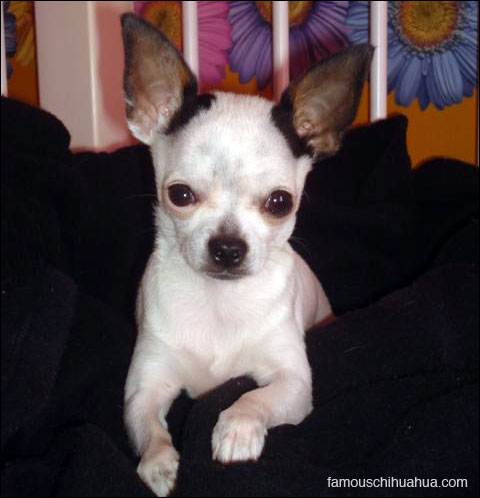 little charlie, the tiny chihuahua with a big attitude