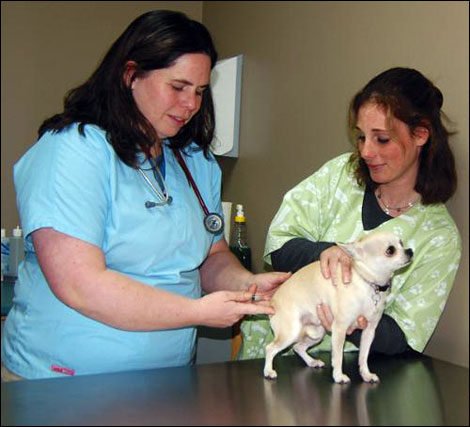 know when to take your chihuahua to see a veterinarian!