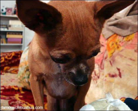 teaka the famous chihuahua searches for lost chihuahua picture submissions
