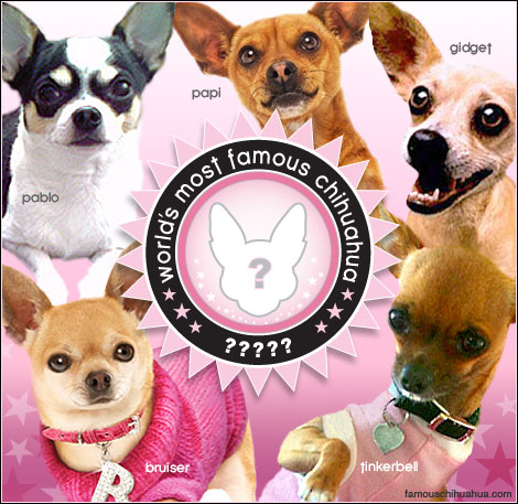 which celebrity chihuahua is deserving of the title of world's most famous chihuahua? cast your vote!