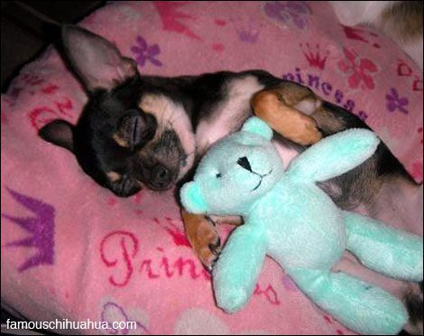 hannah the chihuahua all snug in her bed with her favorite mr. bear plush toy!