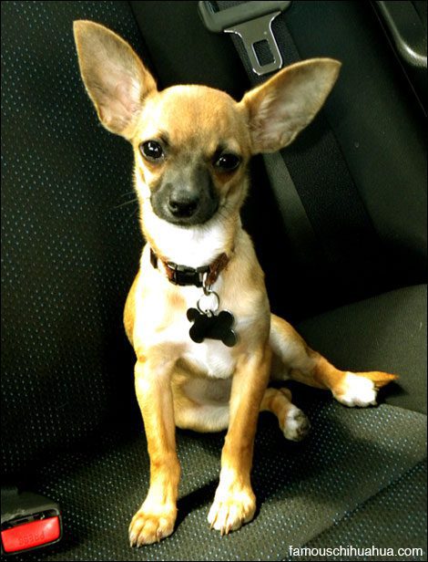 isabel the chihuahua puppy with big ears!