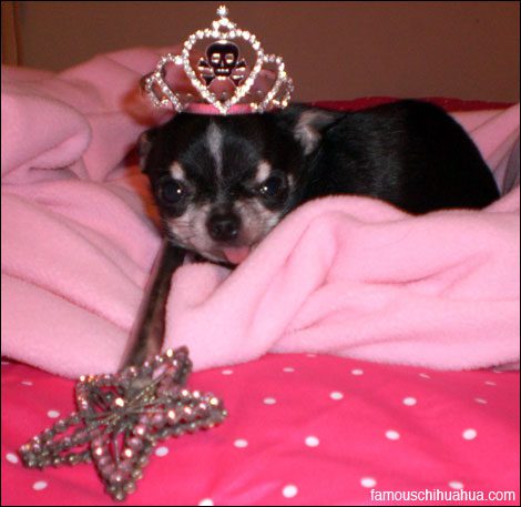 i'm princess the teacup chihuahua! people are visiting my page the most because i'm super tiny