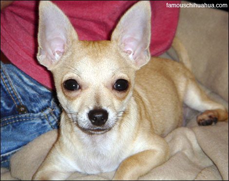 sebastion the miracle chihuahua