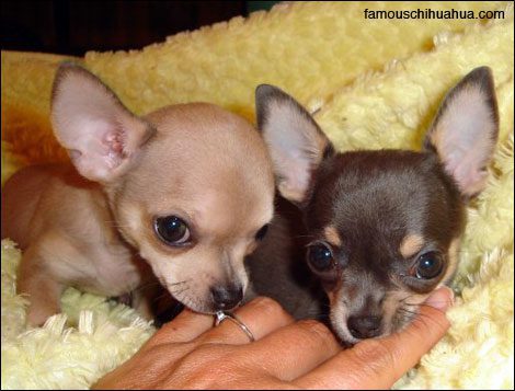 bella and tina, two adorable chihuahuas that once fit in the palm of your hand!