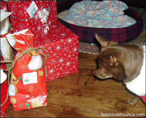 lucy the chihuahua eyes up her christmas gift