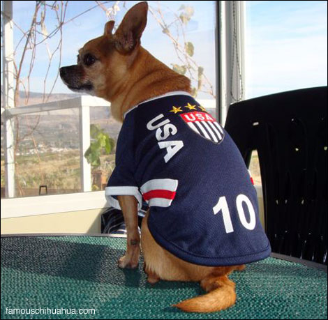 teaka the famous chihuahua models team usa soccer jersey