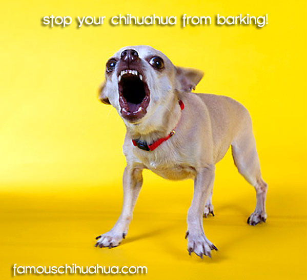 stop chihuahua from barking