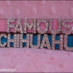famous chihuahua collar