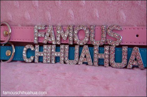 the famous chihuahua store now offers gorgeous high-fashion personalized chihuahua dog collars!
