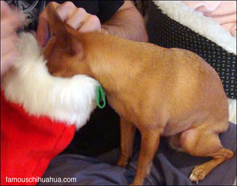 teaka the famous chihuahua peeks in her christmas stocking!