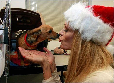 rescued chihuahuas being transported to the east coast for adoption