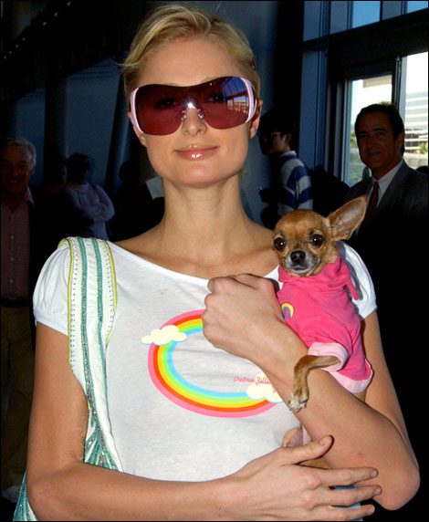 paris hilton arrives at los angeles international airport with her pet chihuahua dressed to match