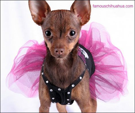 coco chanel the chihuahua fashionista diva extraordinaire!