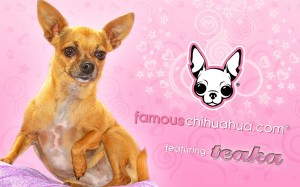 download free famous chihuahua wallpaper!