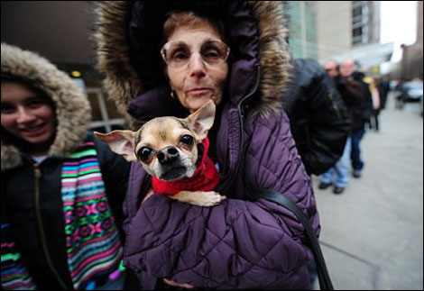 new yorkers come together for chihuahua rescue operation