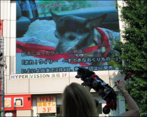 wheely willy gets a glimpse of himself on the jumbo tron on the streets of tokyo