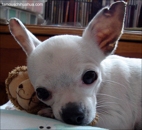 sweet angel-caramelo, an adorable tiny deerhead chihuahua from mexico