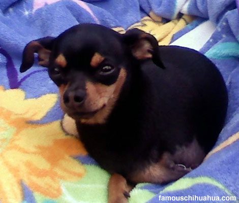 the story of cheeto, the three-legged chihuahua that was rescued by his two wonderful new parents, cory and danielle