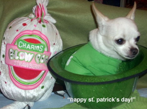 paco wins as our facebook st patrick's day chihuahua picture!