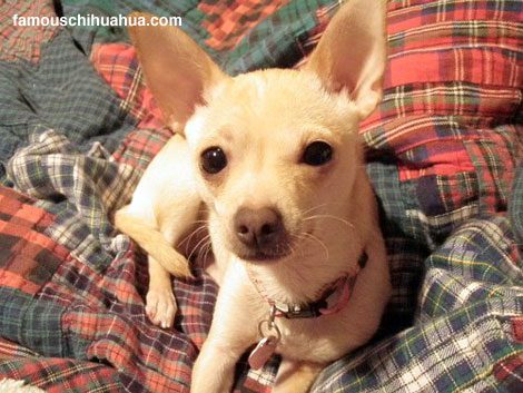 the miraculous story of olive, a chihuahua that was run over on the highway and survived!