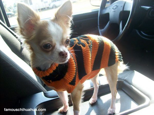 zombie bear the chihuahua patiently waits in the car with an expression on her cute little face that says, hurry up mommy!