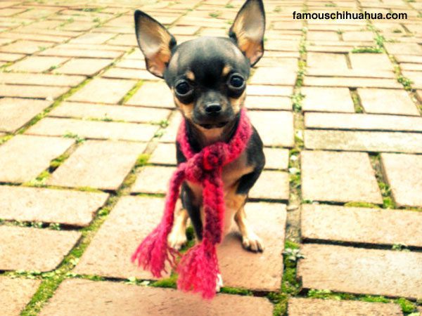 stand back or else little miss bella luna the chihuahua will walk all over you!