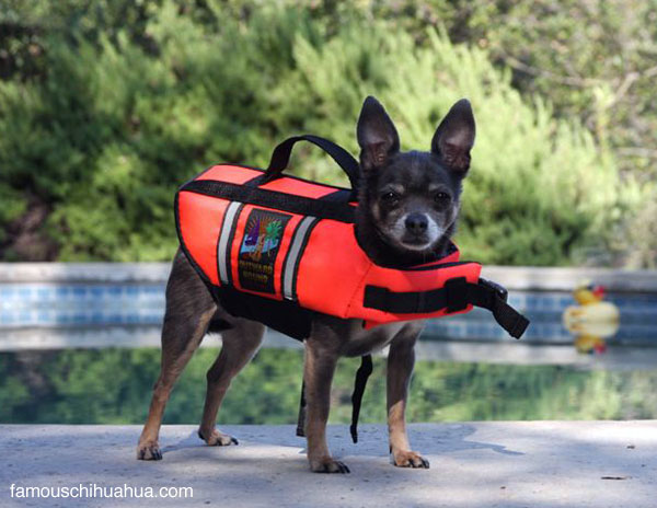 miss molly, the blue chihuahua that swims safe in her sporty life jacket!
