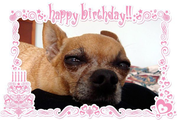 teaka the famous chihuahua celebrates her birthday and famouschihuahua.com declares may 14th international chihuahua appreciation day!