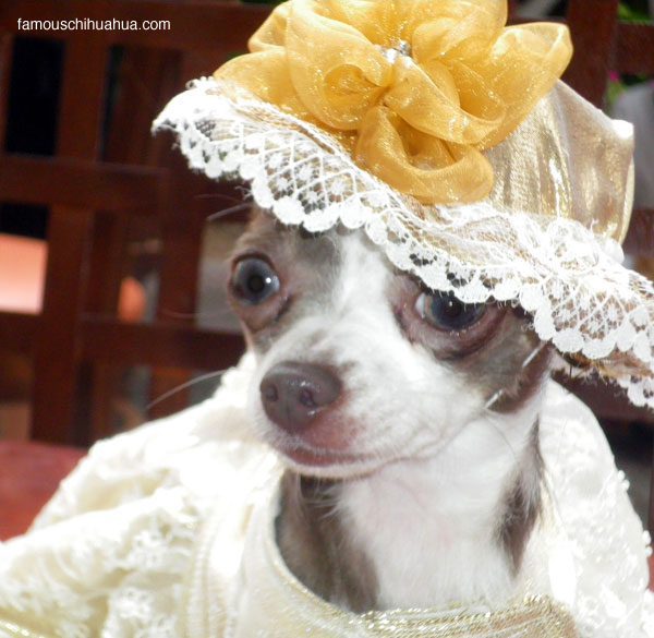 bella chihuahua hat