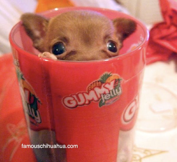 do teacup chihuahuas live long