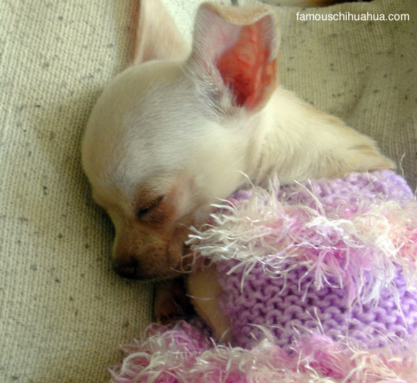 chihuahua's love heals owner from mental illness