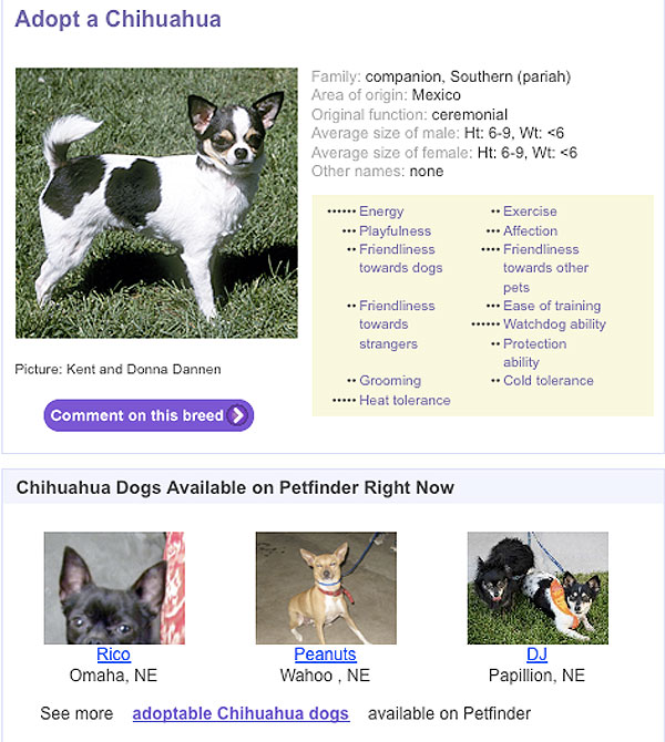 adopt a chihuahua from petfinder.com today!
