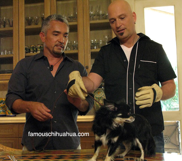 cesar milan coaches howie mandel on how to properly pick up his two year old chihuahua lola