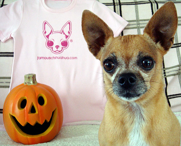 what are you waiting for? make your chihuahua famous today!