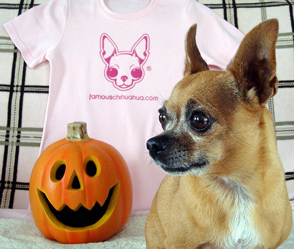 happy howl-o-ween from teaka the famous chihuahua!