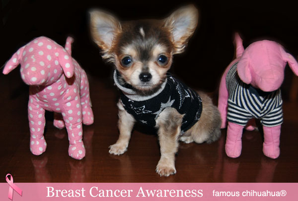 click on petey the chihuahua to give a free mammogram!